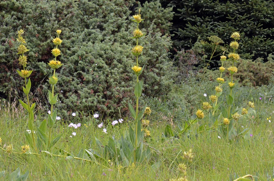 Gentiana lutea subsp. symphyandra / Genziana ad antere saldate